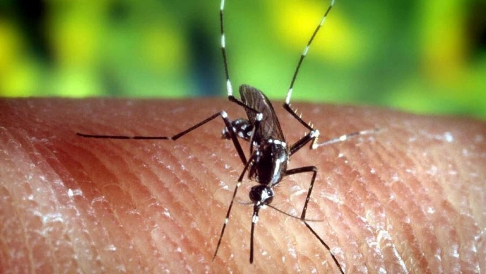 west nile virus from mosquito