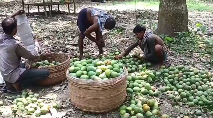 mango exported to uzbekistan from nadia