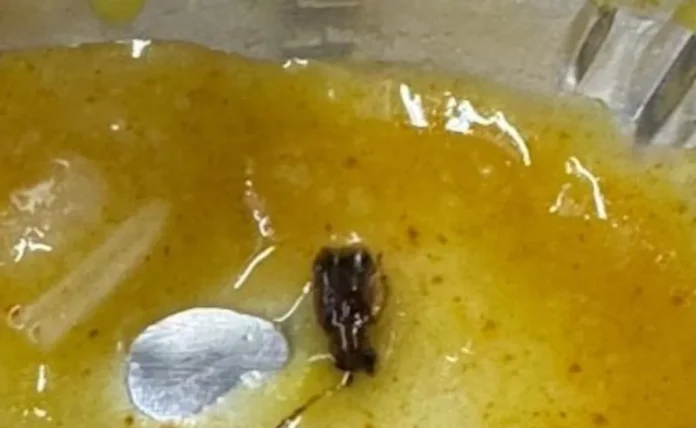 Mumbai Man Finds Cockroach In Dal Served On Vande Bharat Train